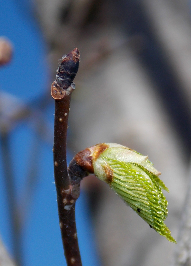 Image of Ulmus glabra specimen.