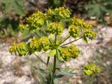 Euphorbia seguieriana. Соцветие с завязавшимися плодами. Крым, Арабатская стрелка. 19 июня 2009 г.