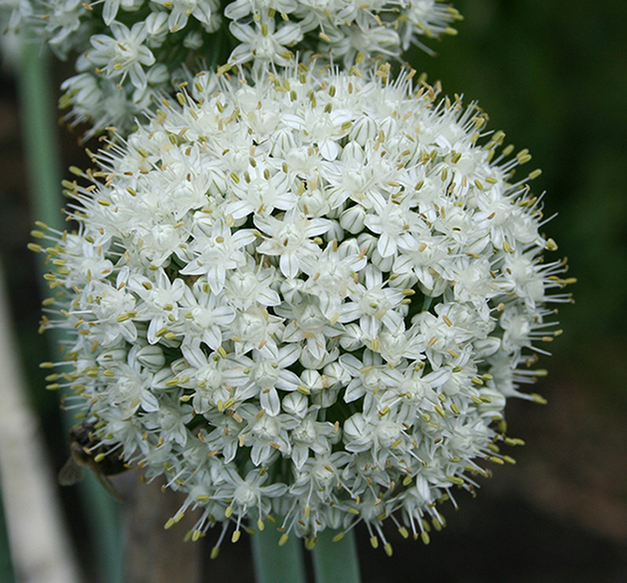 Image of Allium cepa specimen.