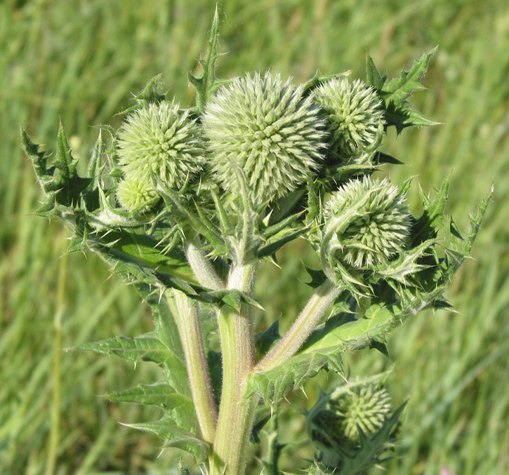 Изображение особи Echinops sphaerocephalus.