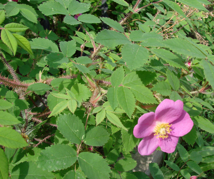 Изображение особи Rosa acicularis.