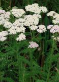 Achillea millefolium. Верхушки цветущих растений. Якутия (Саха), Нерюнгинский р-н, окраина г. Нерюнгри. 01.07.2008.