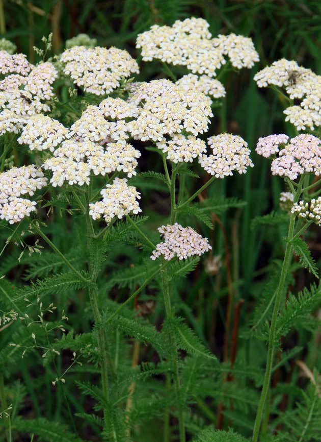 Изображение особи Achillea millefolium.