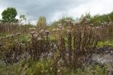 Eupatorium cannabinum