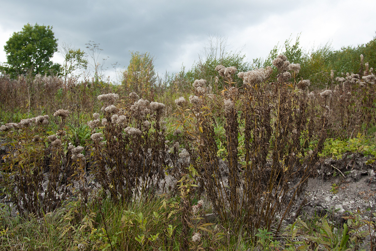 Image of Eupatorium cannabinum specimen.