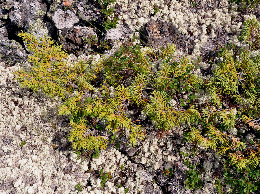 Изображение особи Juniperus pseudosabina.