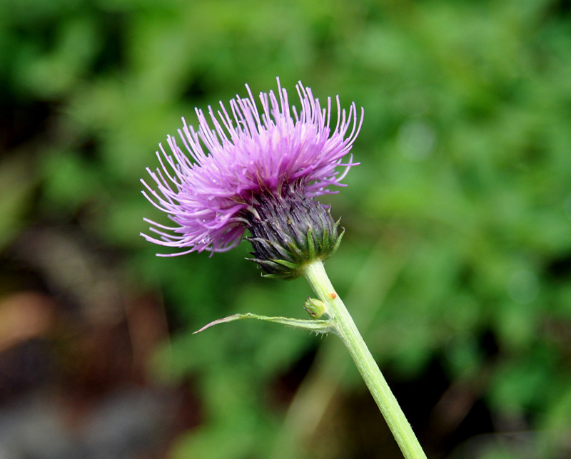 Изображение особи Cirsium helenioides.