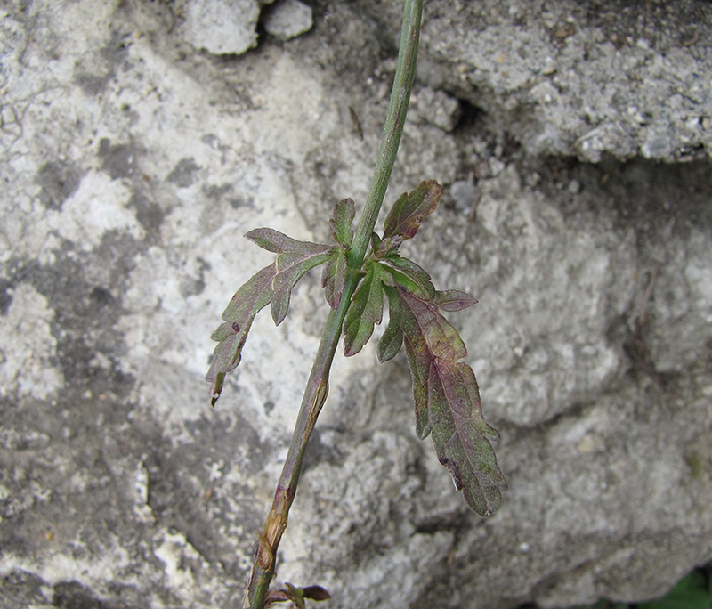 Изображение особи Verbena officinalis.