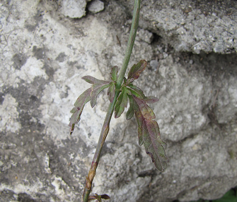 Image of Verbena officinalis specimen.