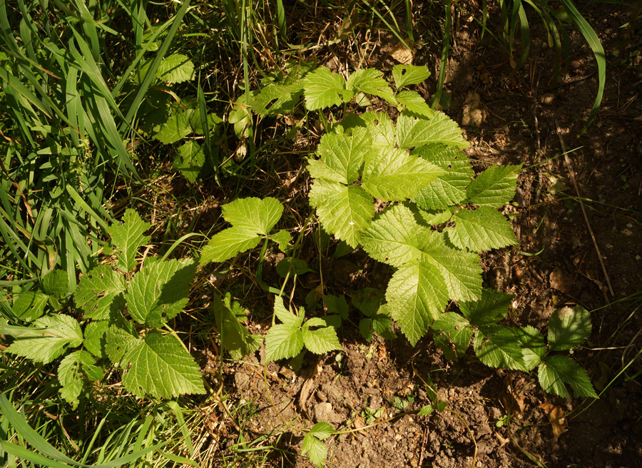 Изображение особи Rubus saxatilis.