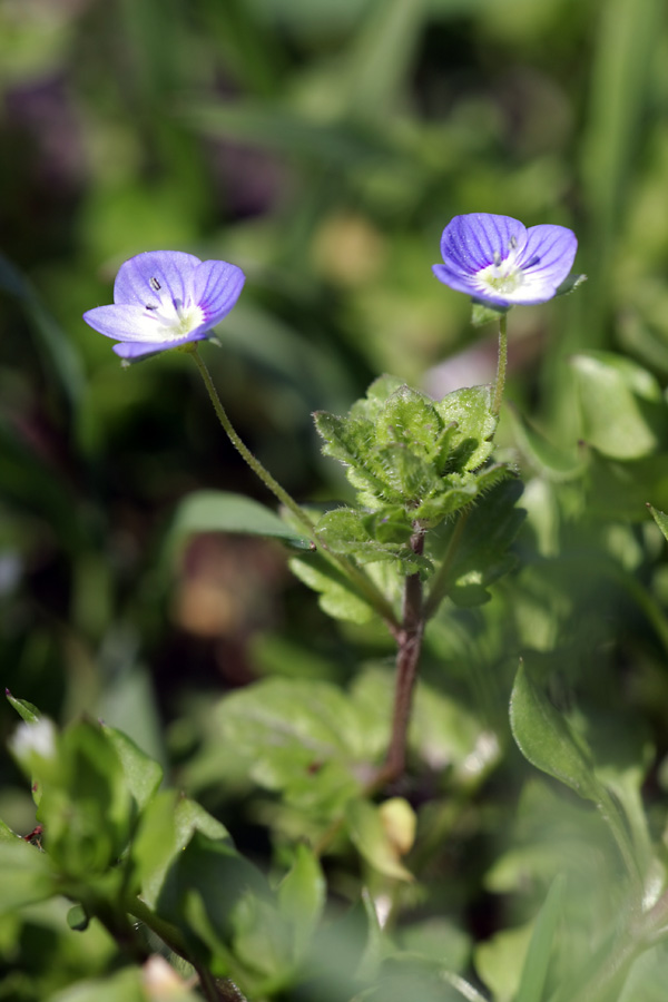 Image of Veronica persica specimen.