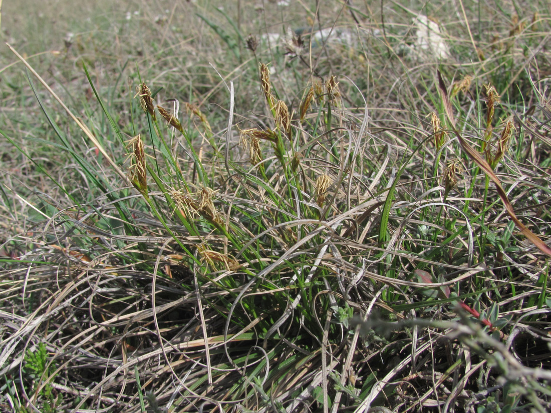 Image of Carex halleriana specimen.