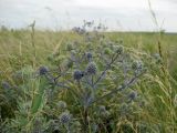 Eryngium planum. Цветущее растение. Ростовская обл., Аксайский р-н, долина р. Тузлов, обочина просёлочной дороги. Июнь 2014 г.