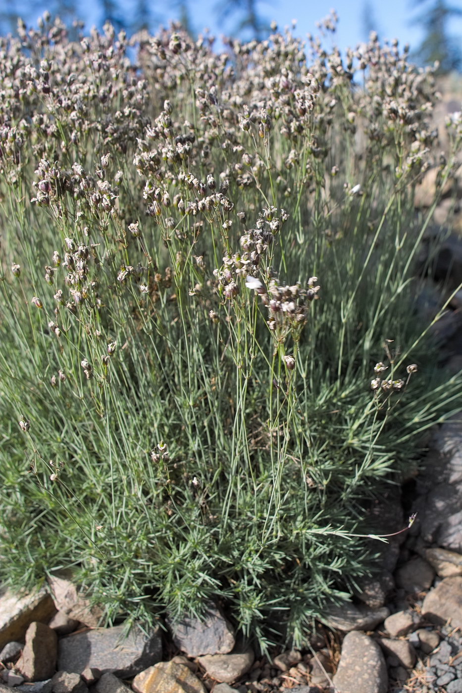 Image of genus Eremogone specimen.