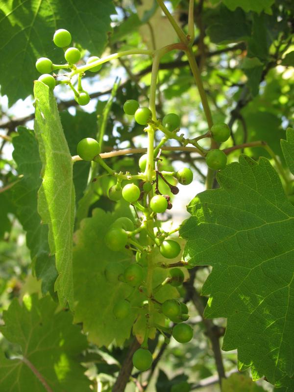 Image of Vitis gmelinii specimen.