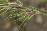 Poa bulbosa subspecies vivipara. Часть соцветия. Саратов, р-н телевышки, верхушка холма, опока. 01.05.2016.