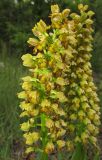 Orchis punctulata. Соцветия. Крым, окр. Феодосии, хр. Тепе-Оба, нарушенная степь в междурядьях искусственного леса из сосны крымской с примесью лиственных деревьев и кустарников. 10 мая 2016 г.