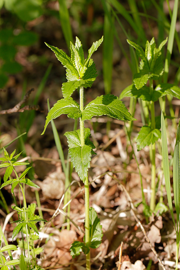 Image of Veronica teucrium specimen.