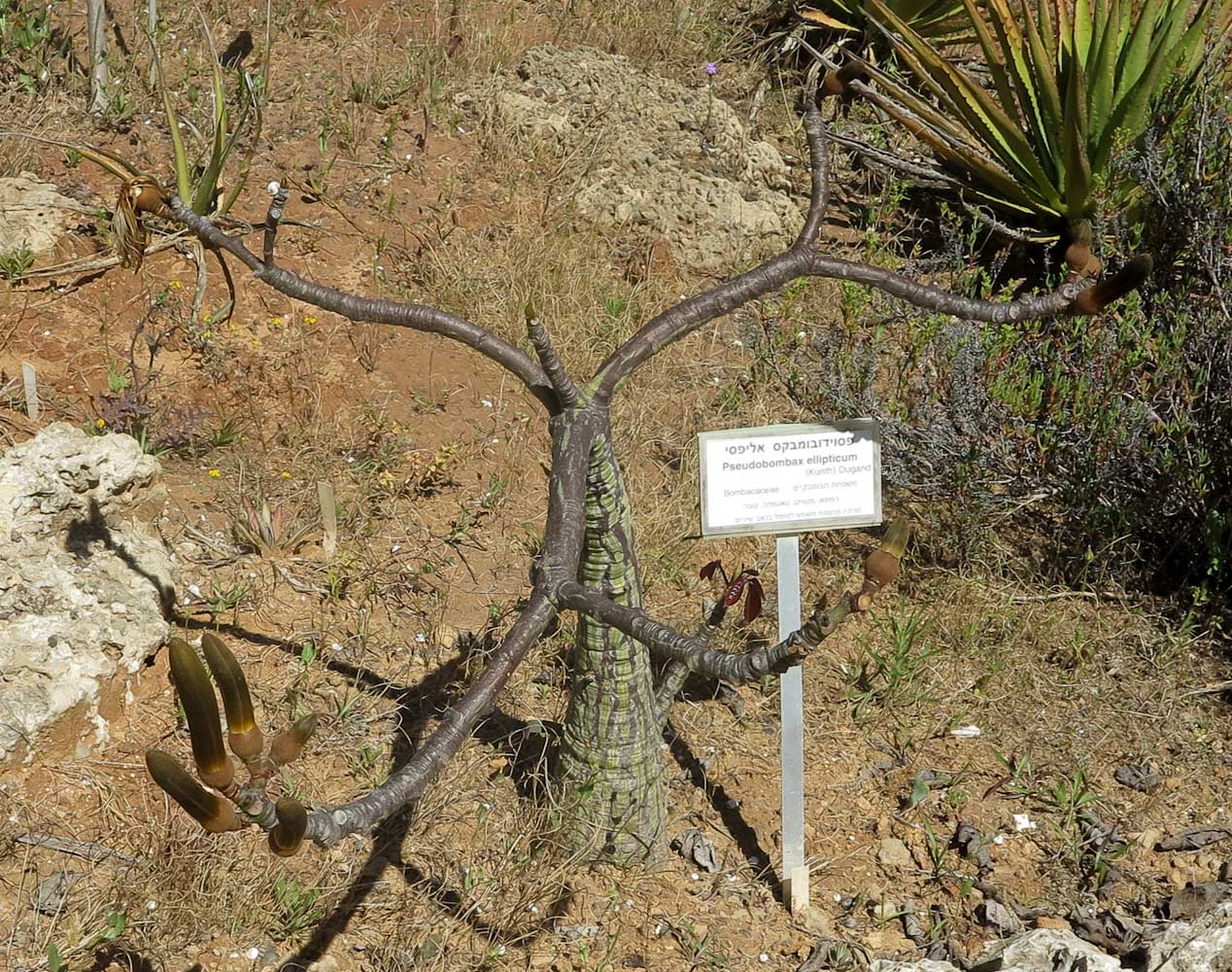 Изображение особи Pseudobombax ellipticum.