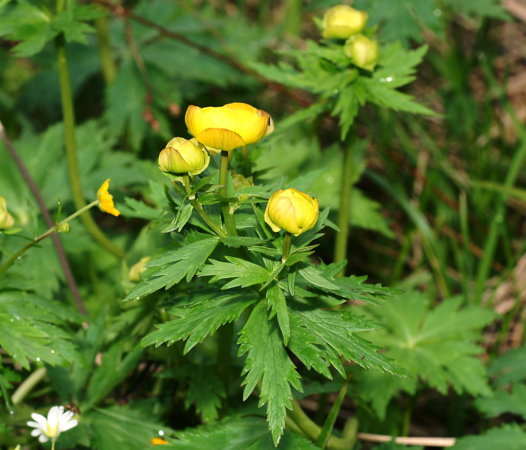 Изображение особи Trollius europaeus.