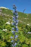 Delphinium speciosum