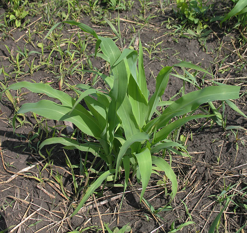 Image of Zea mays specimen.