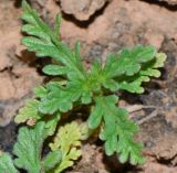 Verbena supina