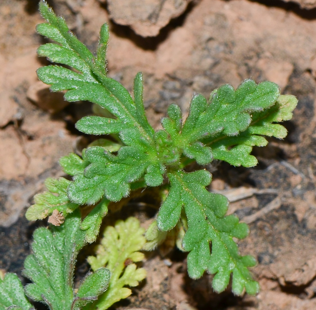 Изображение особи Verbena supina.