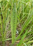 Dactylorhiza baltica. Лист. Беларусь, Минская обл., Минский р-н, окр. агрогородка Ждановичи, луг у водохранилища Дрозды. 18.06.2016.