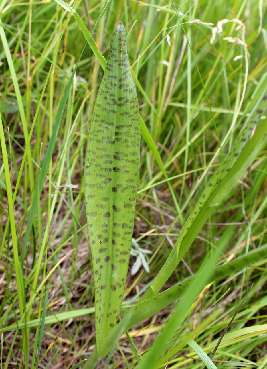 Image of Dactylorhiza baltica specimen.