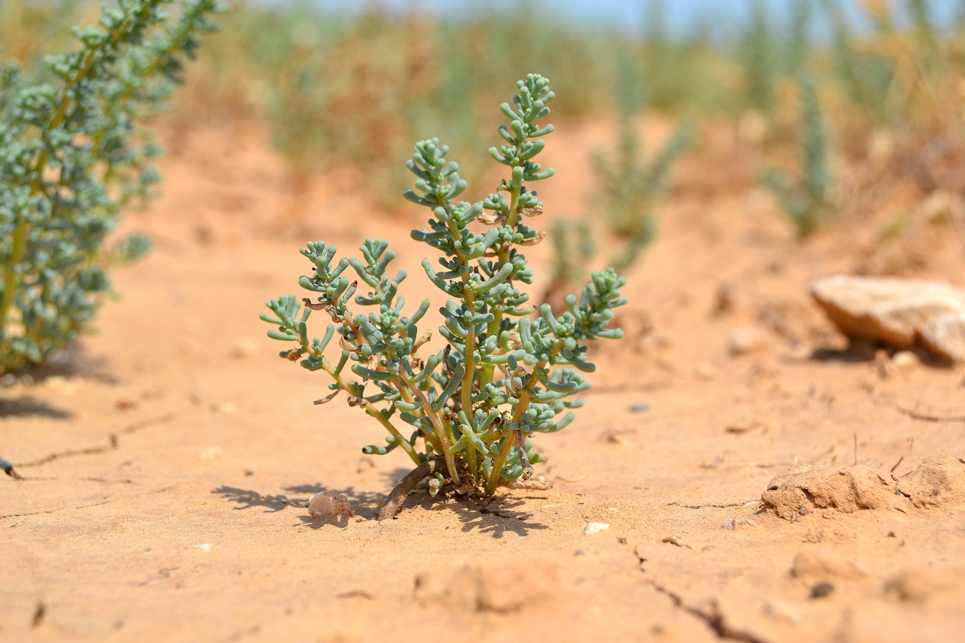 Изображение особи Salsola foliosa.