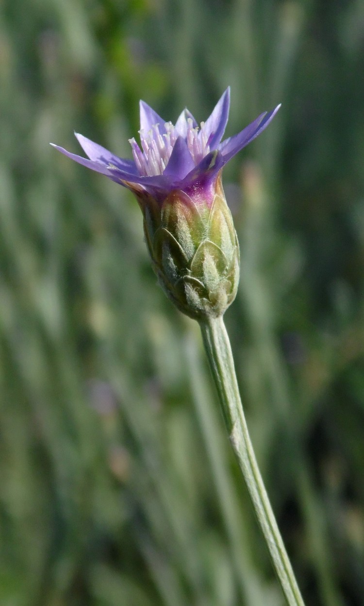 Image of Xeranthemum cylindraceum specimen.