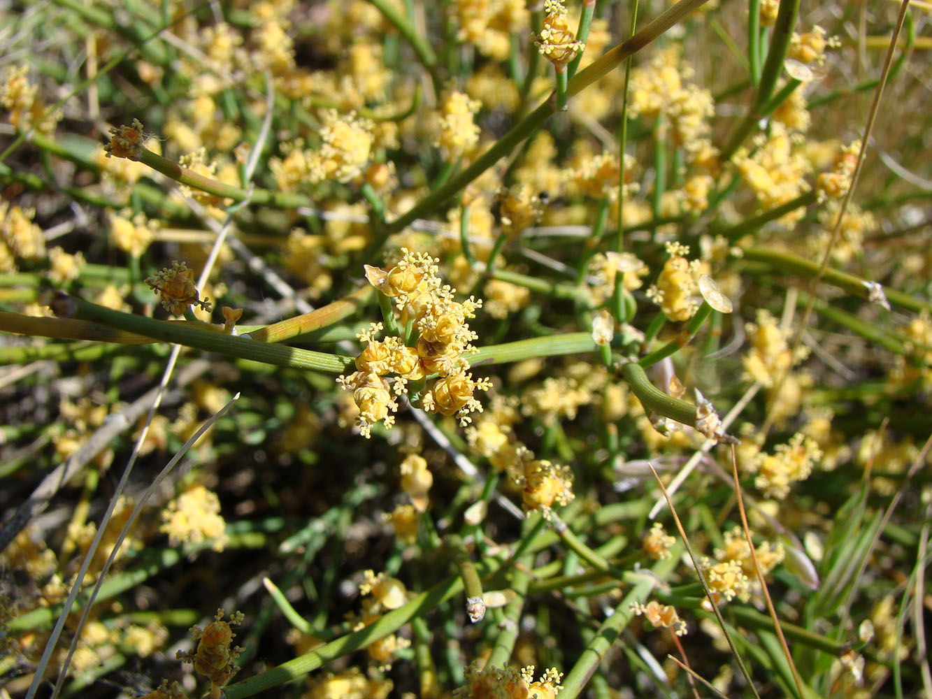 Image of Ephedra distachya specimen.