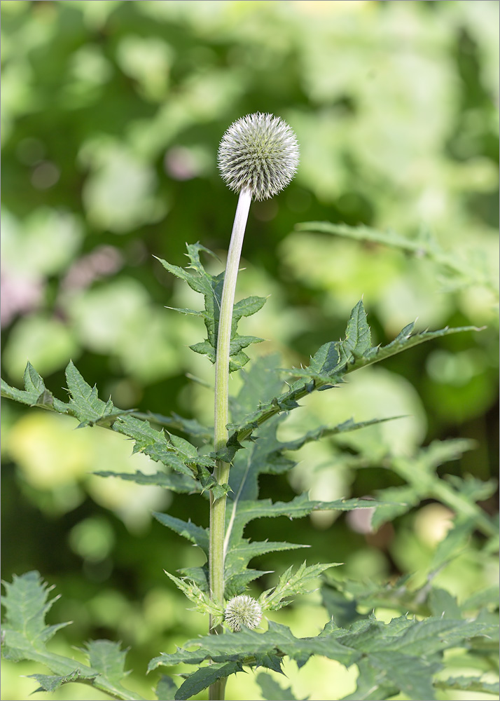 Image of Echinops exaltatus specimen.