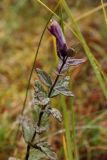 Bartsia alpina. Цветущее растение. Окрестности Мурманска, конец августа 2008 г.
