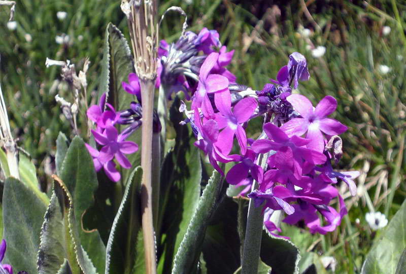 Image of Primula turkestanica specimen.