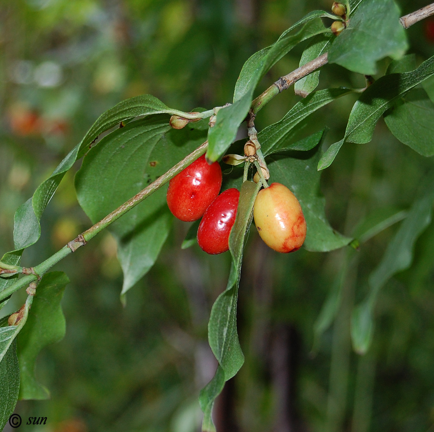 Image of Cornus mas specimen.