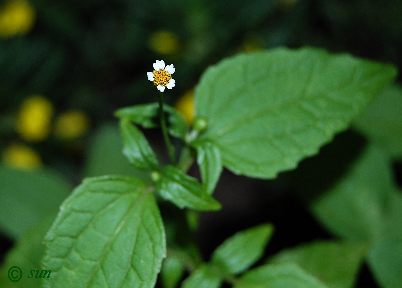 Image of Galinsoga parviflora specimen.
