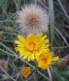 Hieracium umbellatum