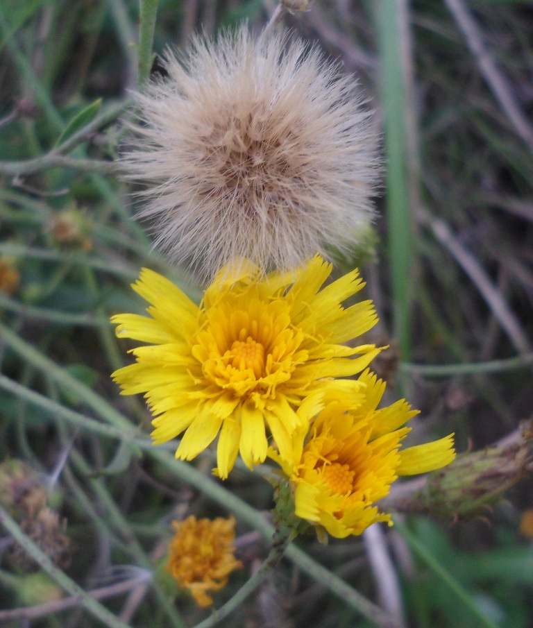 Image of Hieracium umbellatum specimen.