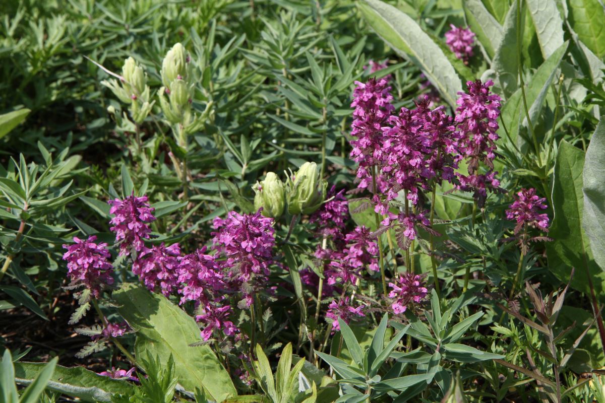 Image of Pedicularis verticillata specimen.