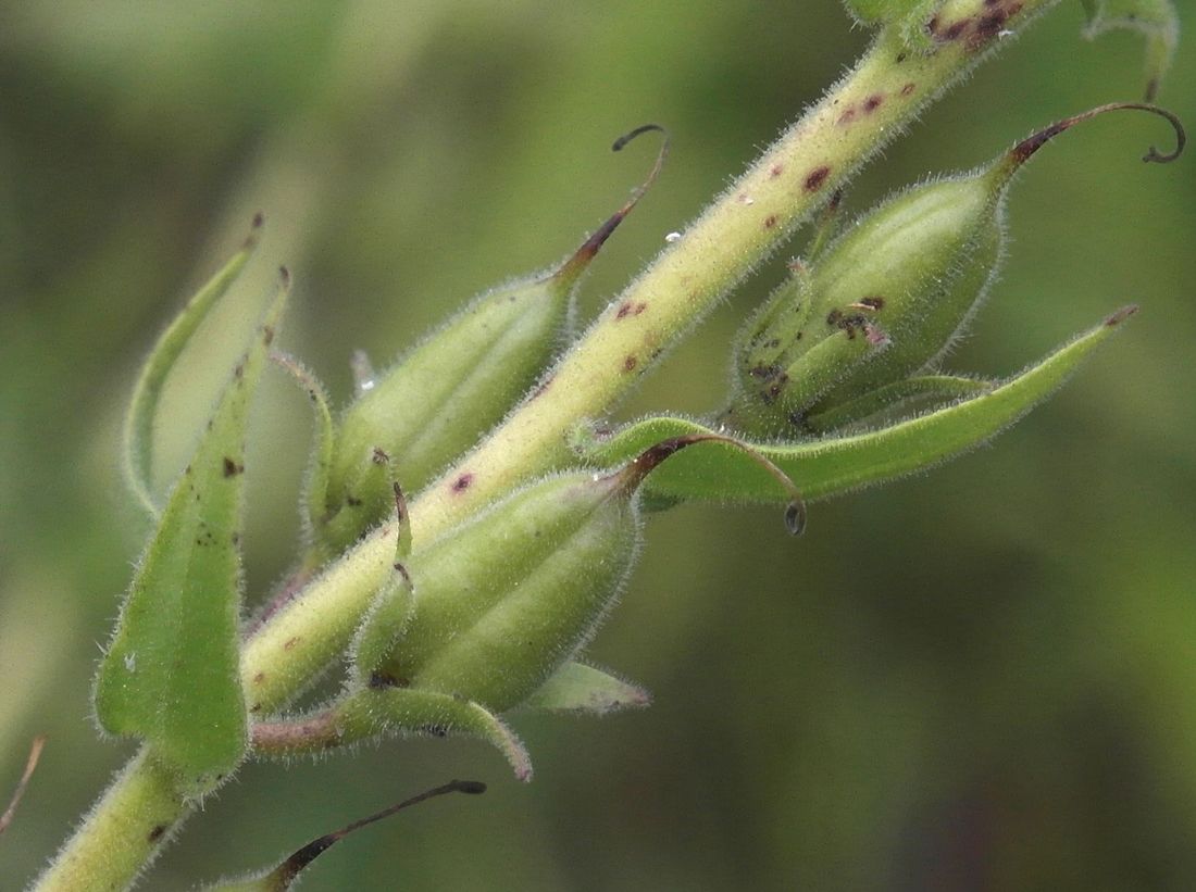 Image of Digitalis grandiflora specimen.