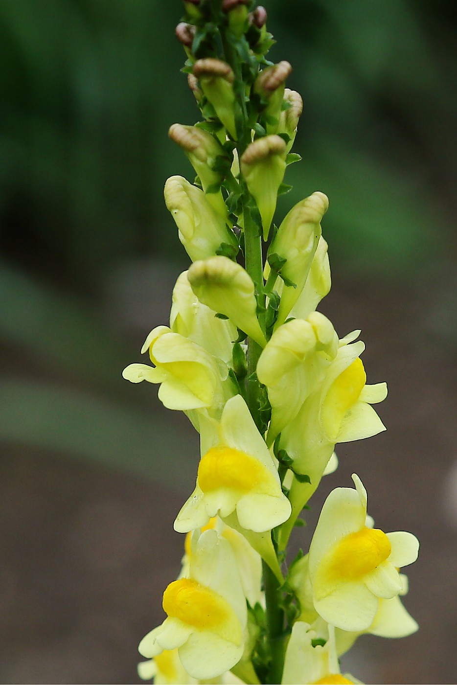 Изображение особи Linaria vulgaris.