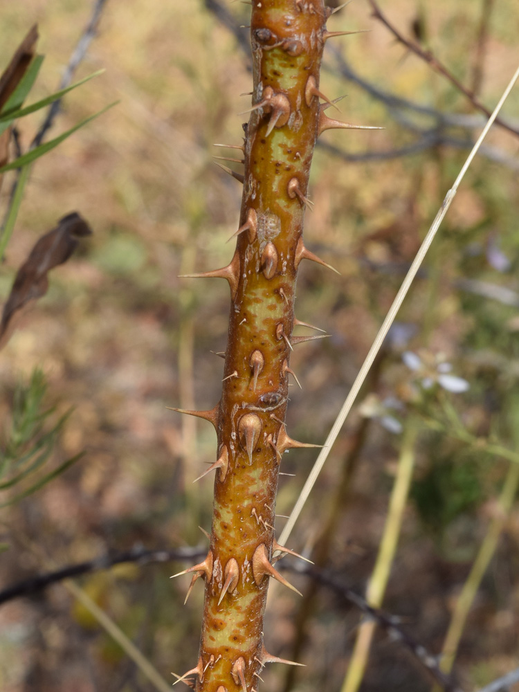 Image of Rosa kokanica specimen.