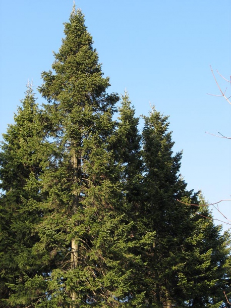 Image of Abies sibirica specimen.