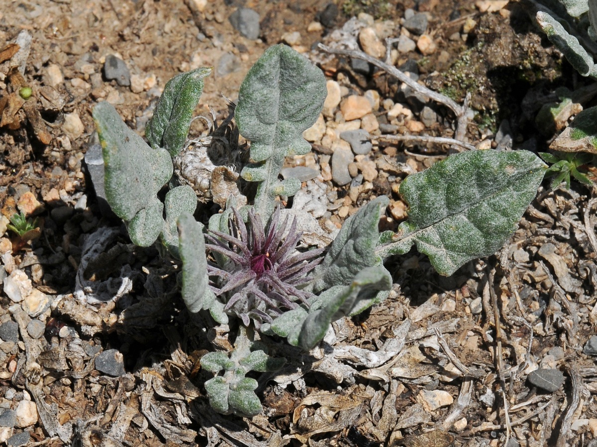 Image of Jurinea algida specimen.