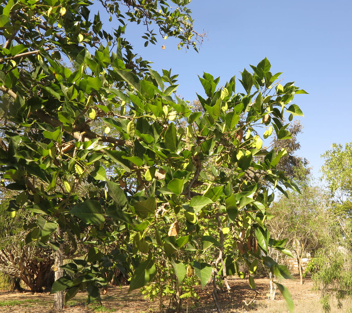 Изображение особи Pongamia pinnata.