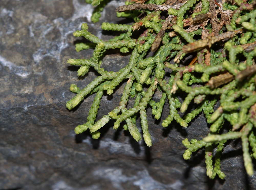 Image of Selaginella borealis specimen.