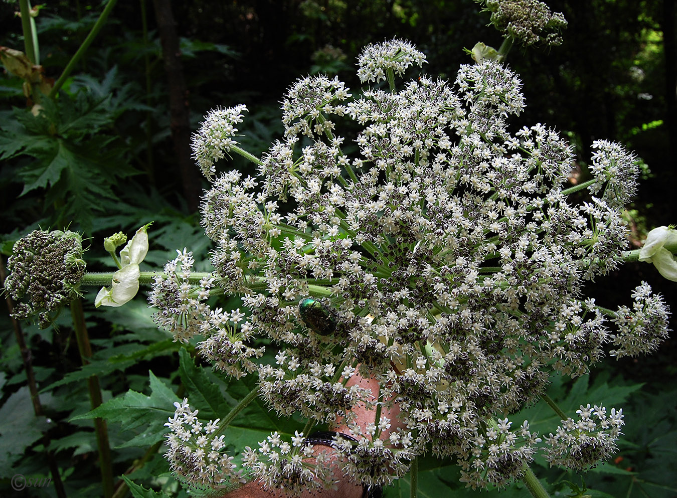 Изображение особи Heracleum mantegazzianum.