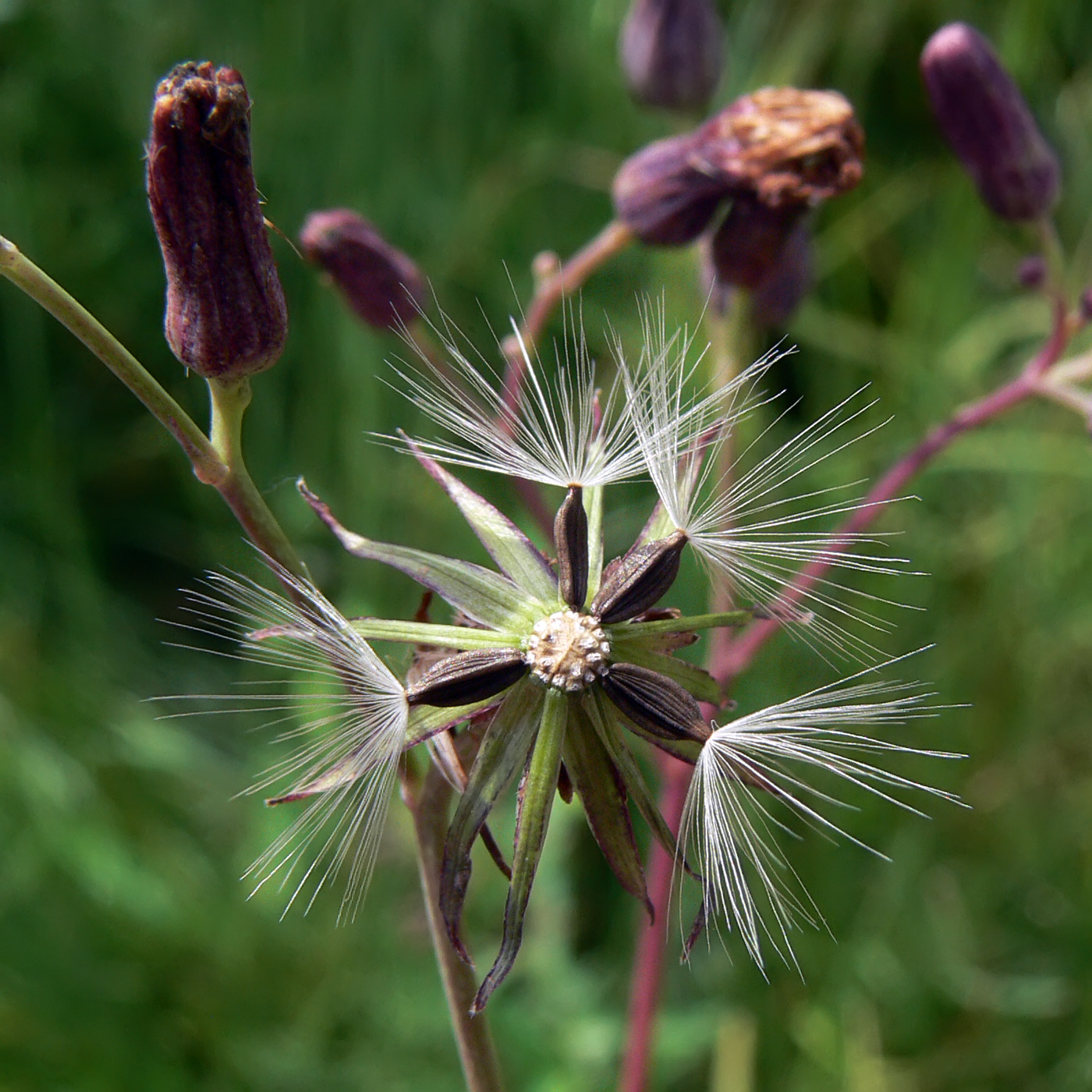 Изображение особи Lactuca sibirica.